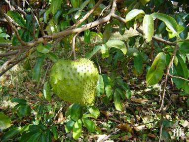 TerataiTasikMadu: DURIAN BELANDA ADALAH PENAWAR SEBENAR KANSER