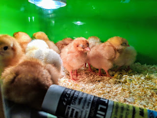 Chicks in the Incubator