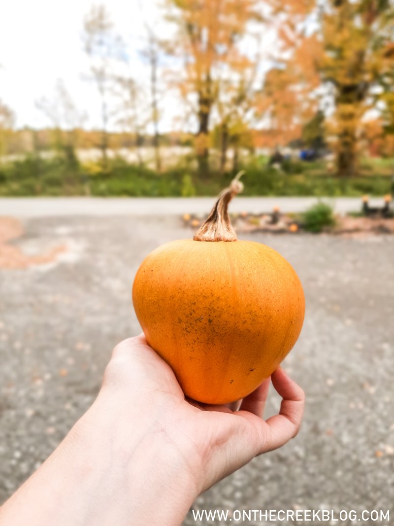 pumpkins grown in our garden | On The Creek Blog