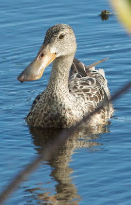 Northern Shoveler (Anas clypeata)