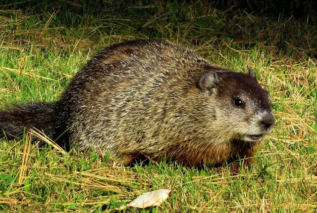 Learn about groundhogs, where they live, what they eat, and how they build their burrows.  Includes a free mini-research printable for classroom use.