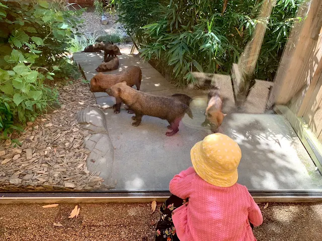Toddler watching the bush dogs while waiting for the land train at colchester zoo