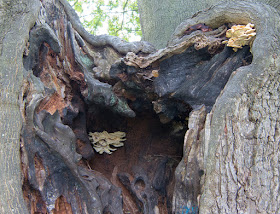 Chicken of the Woods, Laetiporus sulphureus, on a veteran oak in The Knoll Hayes.  25 September 2012.