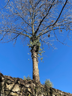 Parco Sant'Agostino Ivy Removal from Tree