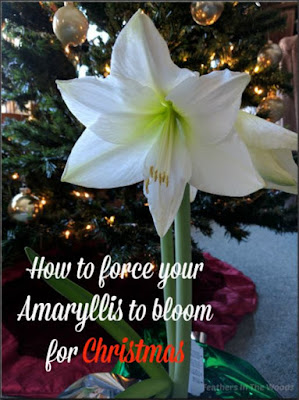 How to force Amaryllis blooms