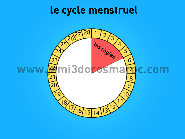 le cycle menstruel