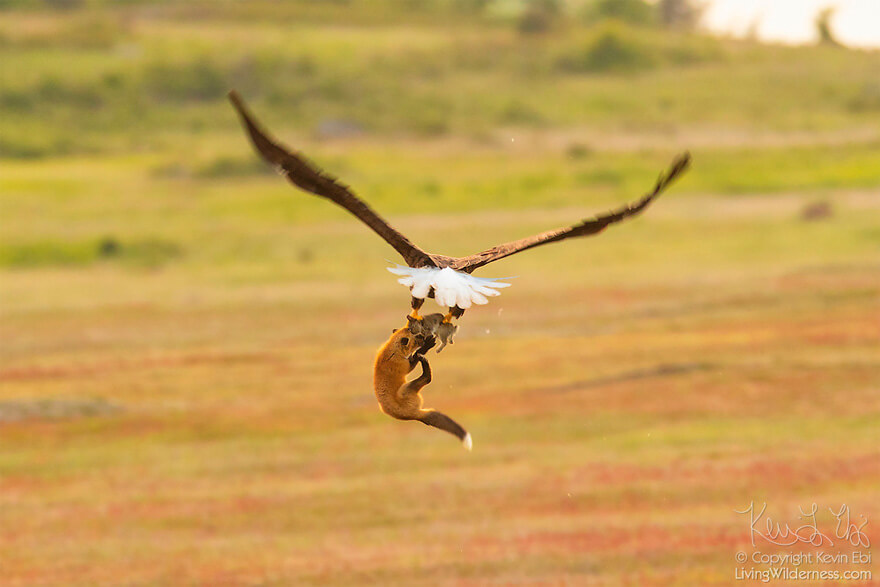 Photographer Captures Epic Battle Between Fox And Eagle Over Rabbit