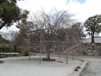 Heavily-supported tree - Shosei-en Garden, Kyoto, Japan