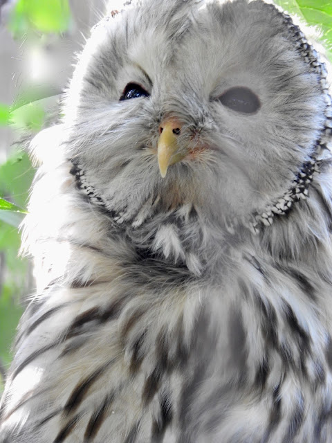 Ural Owl