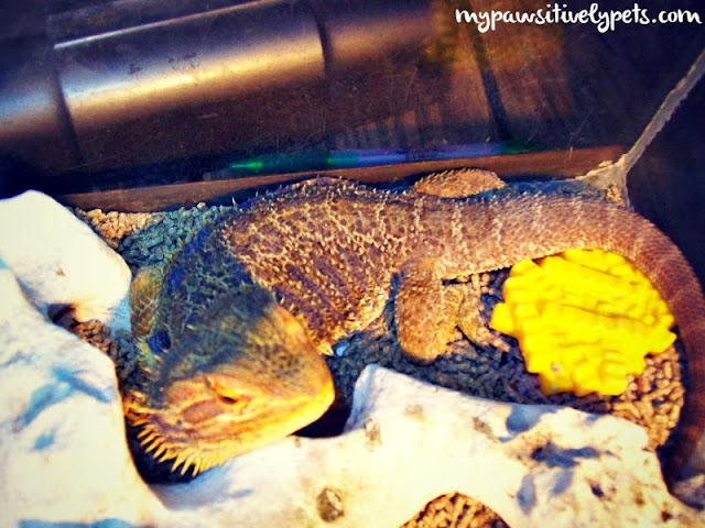 Bearded Dragons make awesome pets 