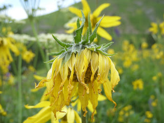 Lonely Flower