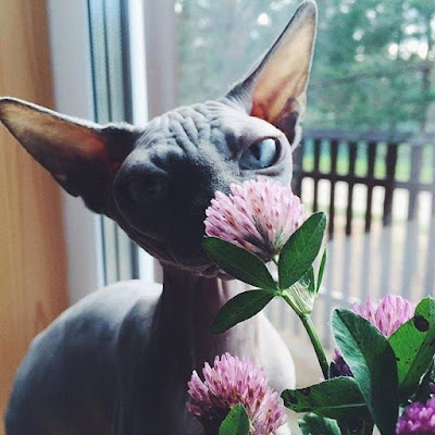 Cute Sphynx