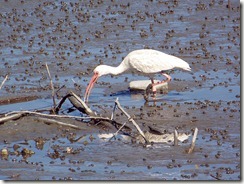 2011-10-28 Charleston SC 006