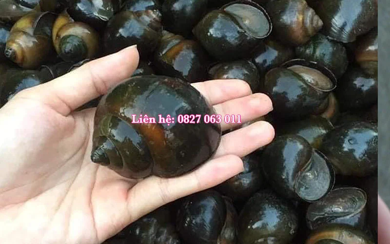 Thu mua ốc bươu đen thương phẩm ở Bình Định