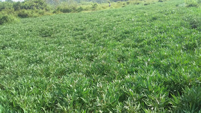 sweet potatoes in farm