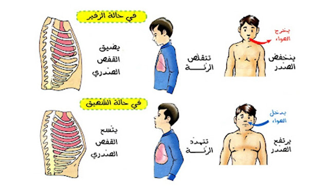 التنفس ، التبادل الغازي في مستوى الرئتين