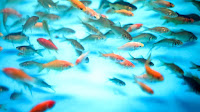 Sleep in fish
