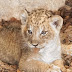 French police seized a six-week-old lion cub from an apartment in a Paris suburb, and arrested its owner, a source close to the investigation said on Tuesday.