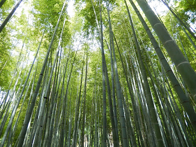 報国寺竹の庭