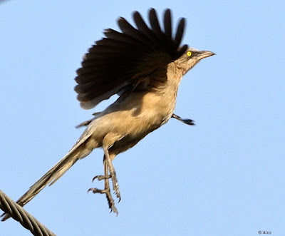 "Large Gray Babbler - Turdoides malcolmi  taking off."