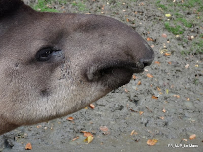 Lowland Tapir, Le Mans, France