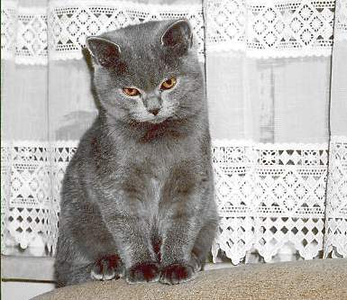 British Shorthair Kittens