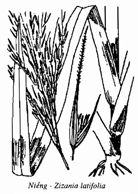 Hình vẽ Cây Niễng - Zizania latifolia - Nguyên liệu làm thuốc Chữa Cảm Sốt