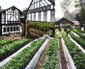 wisata-kebun-sayuran-di-natural-farm-house-lembang-bandung