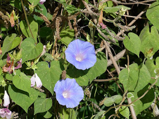 Ipomoea nil - Liane cochon