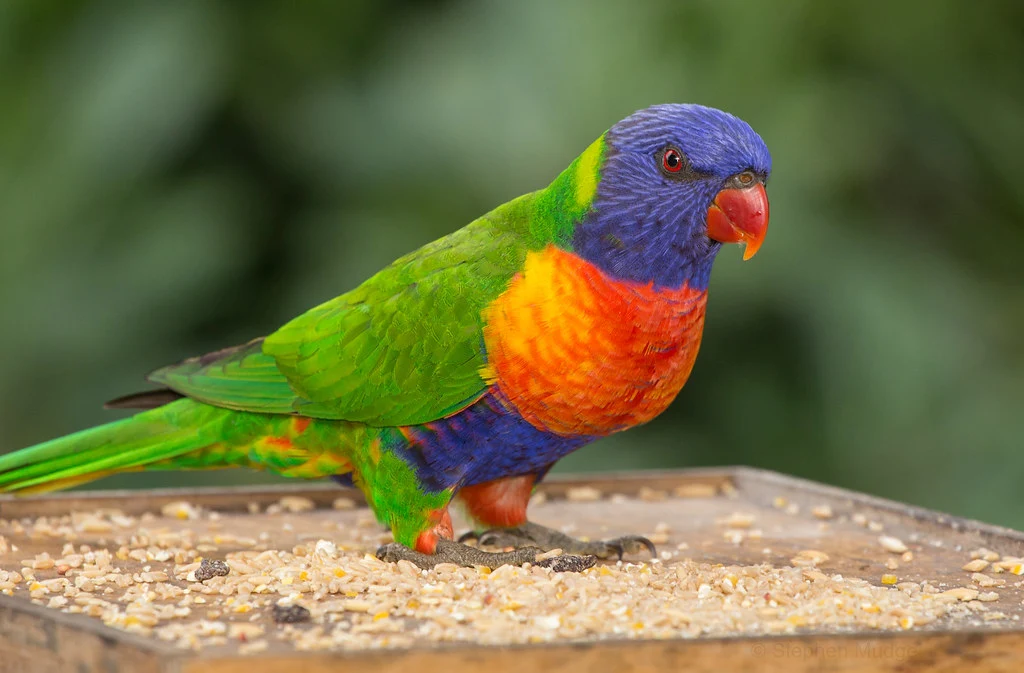 Rainbow Lorikeet - The most beautiful bird pictures - The most beautiful bird pictures - NeotericIT.com