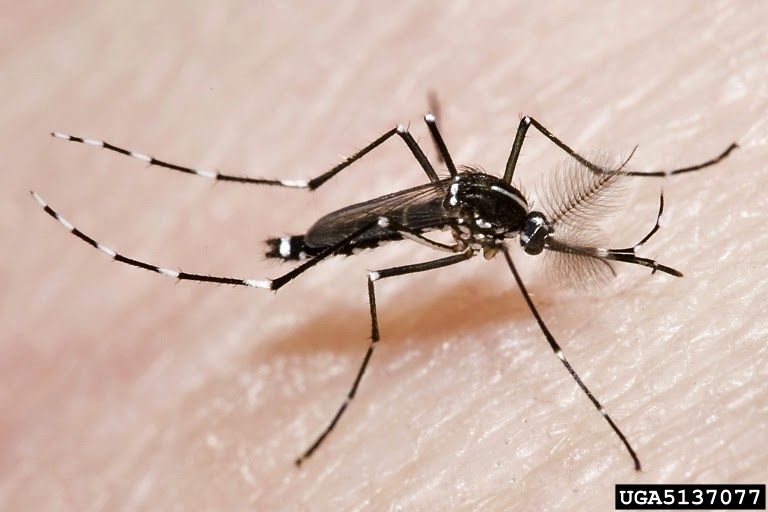 ᐅ Mosquito da dengue ou pernilongo comum? 5 dicas para aprender 
