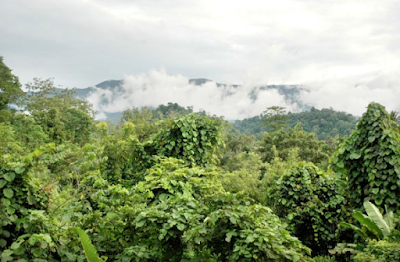 Gunung Sibela ditetapkan sebagai daerah Cagar Alam pada tahun  Cagar Alam Gunung Sibela - Wisata Pulau Bacan (Halmahera Selatan)