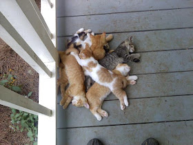funny cat pictures, kittens pile