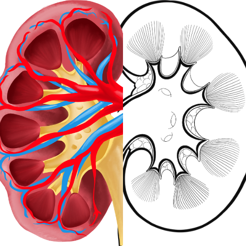 Foamy Urine: When to Worry and How to Protect Your Kidneys Naturally Foamy Urine: When to Worry and How to Protect Your Kidneys Naturally