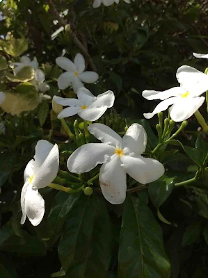 Planta medicinal - Tabernaemontana divaricata