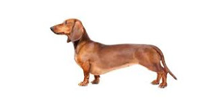 Anjing Ras Dachshund