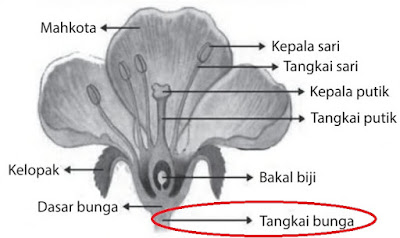  maka pasti kamu telah mengetahui bahwa bunga terdiri dari beberapa bagian 3+ Fungsi Tangkai pada Bunga