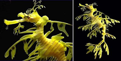 leafy sea dragon 01 ΔΕΙΤΕ: Τα πιο παράξενα πλάσματα που έχουν βρεθεί στην θάλασσα!