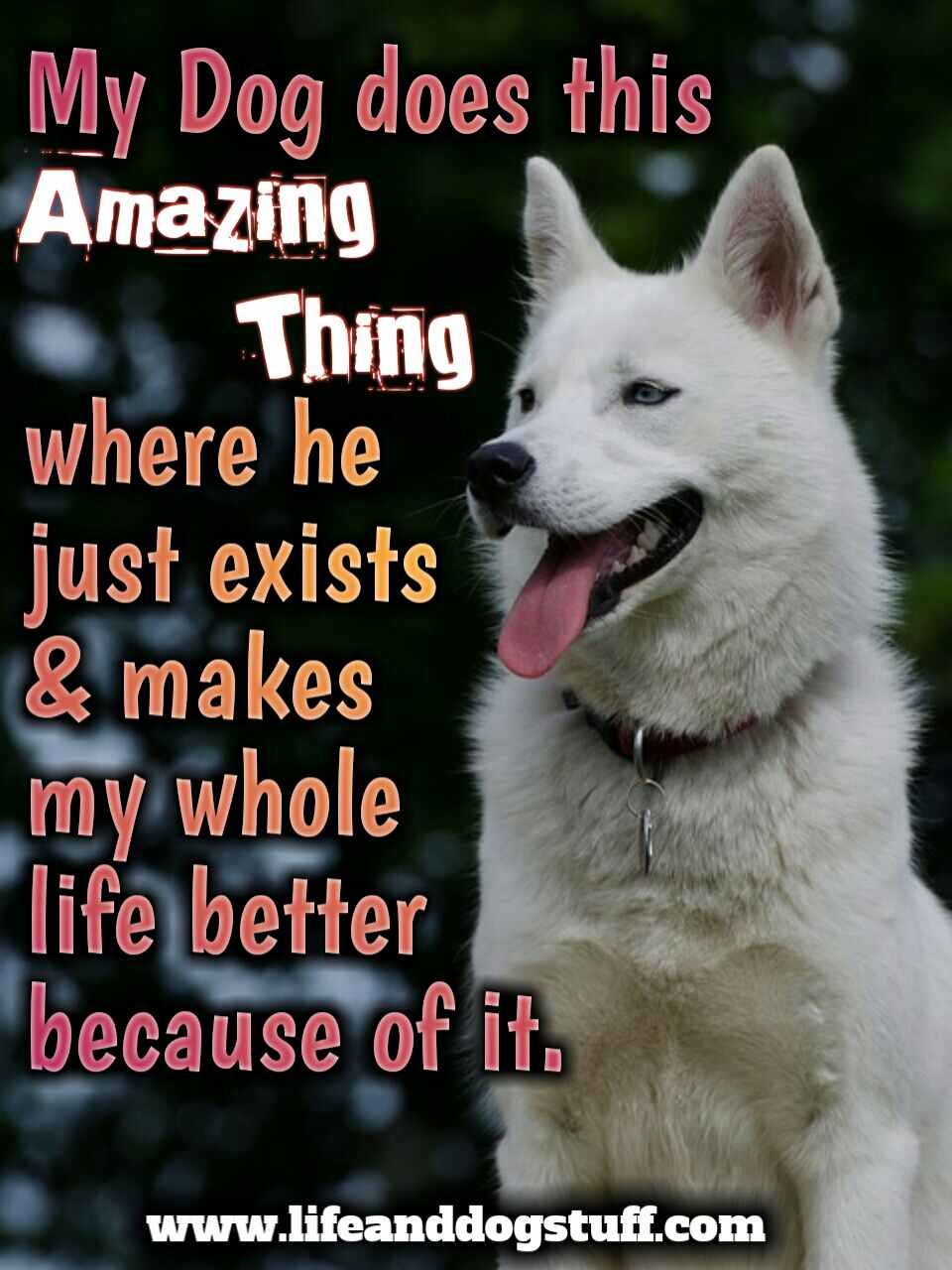 35 Most Beautiful Dog Quotes and Sayings