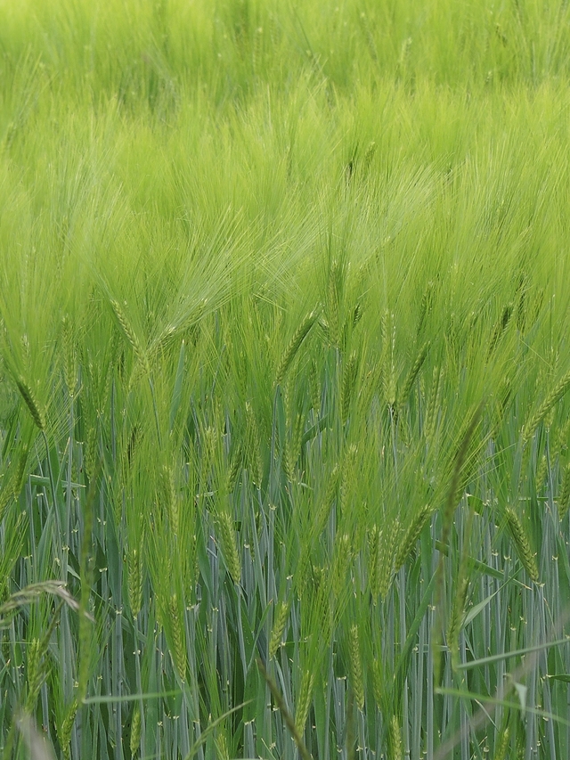 Wallonië: Wandelen in Celles