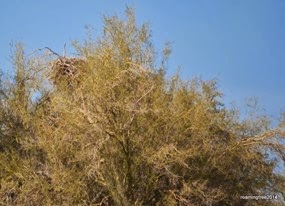 Blue Heron Nest