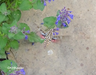 white-lined sphinx moth, Hyles lineata