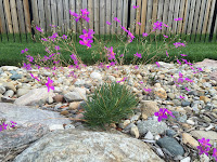 Phemeranthus calycinum (Talinum) Judith's Favorite 