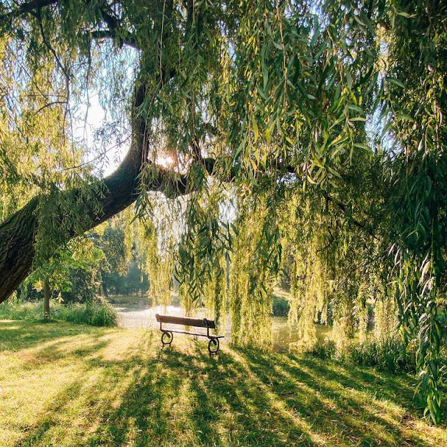 weeping willow with the sun shining through its leaves and a bench seat underneath