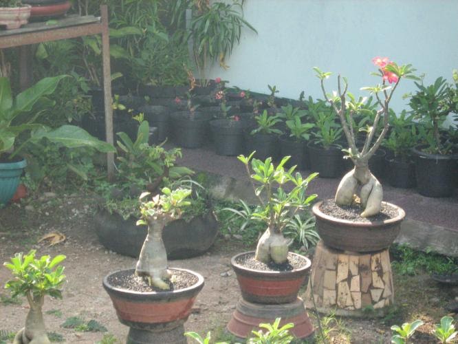 Tips dan Cara  menanam  tanaman  hias  bunga  di dalam pot