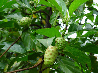 Manfaat daun dan buah Mengkudu