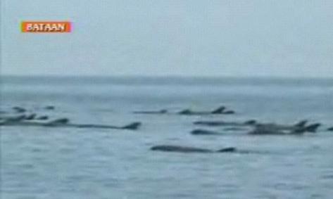dolphins stranded at Bataan