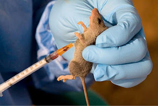 Lassa Fever