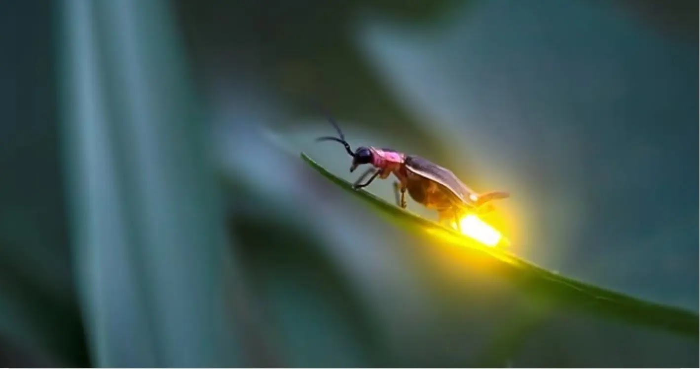 Rüyada Ateş Böceği Görmek Ne Anlama Gelir?