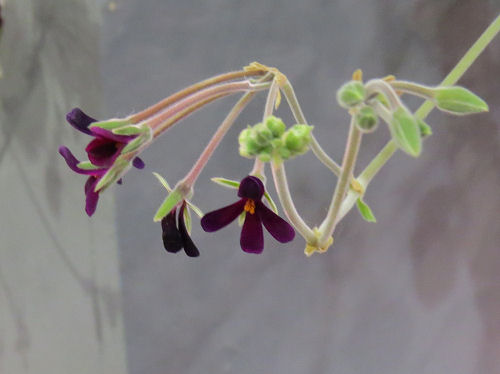 Philadelphia Flower Show - purple